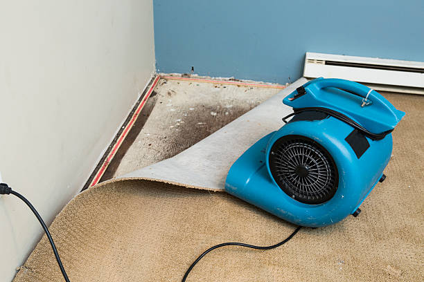 Best Mold removal after water damage  in Metamora, IL